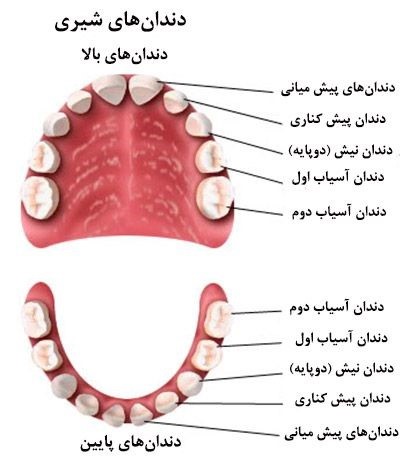 ساختار و انواع دندان انسان