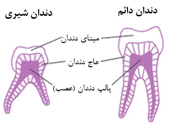 ساختار و انواع دندان انسان