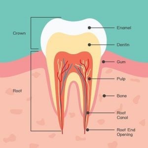 زمان برای کاشت ایمپلنت پس از کشیدن دندان